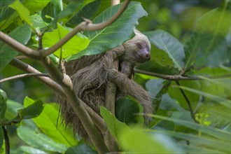 Hoffmann's two-toed sloth