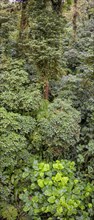 Rainforest in Selvatura Park seen from a suspension bridge