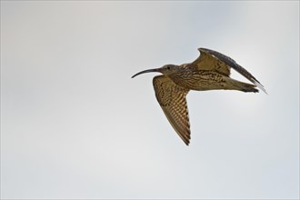 Curlew