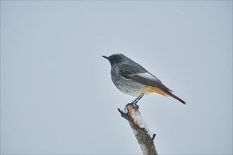 Black redstart