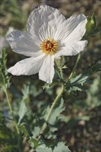 White prickly poppy