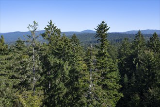 View from the treetop path of european spruce