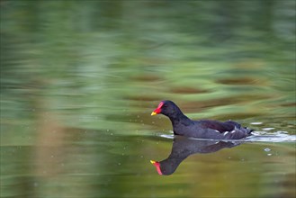 A moorhen reflected on the water surface