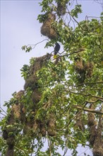 Nests of the montezuma oropendola