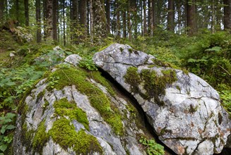 Boulders in the forest at Hintersee
