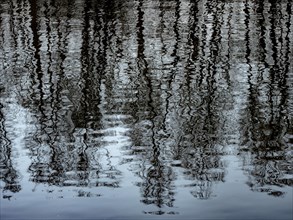 Trees reflected in the water of the Denstorf gravel pit near Braunschweig