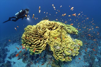 Diver looking at calyx coral or twisted lettuce coral