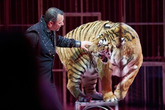 Moscow Circus. Siberian Tigers