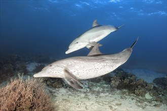 Two bottlenose dolphin