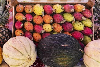 Cactus fruits and melons