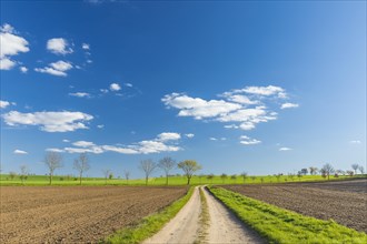 Field path and blue sky with white clouds near Diera-Zehren
