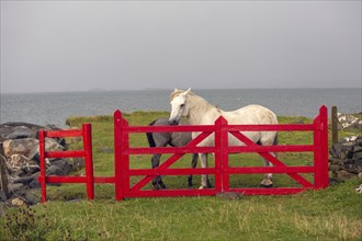 Irish ponies behind red gate on the Atlantic coast