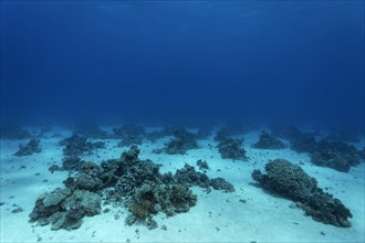 Sand bottom with small coral reefs