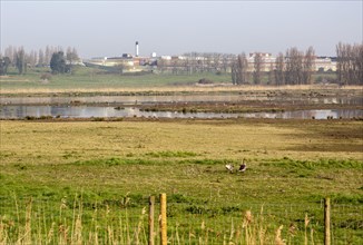 HMP Warren Hill prison from Hollesley Marshes RSPB site