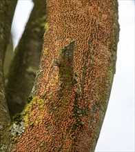 Orange spots caused by Coral Spot fungus disease