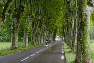 Avenue of plane trees and motorcyclists