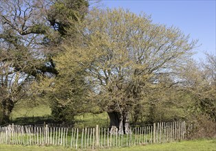 Ancient oak tree fenced in field