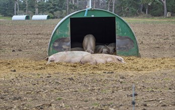 Sleepy pigs in sty outdoor free range livestock farming