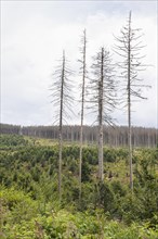 Large areas affected by forest dieback