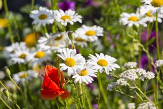 Colourful flower meadow with marguerites