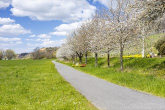 Elbe cycle path alongside blossoming fruit trees