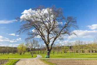 Large oak tree with bench and field paths