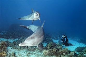 Diver observes two bottlenose dolphin