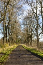 Entrance road tree lined by ash trees in winter