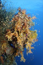 Coral wall covered with klunzinger's soft coral