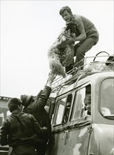 Loading sheep after the market