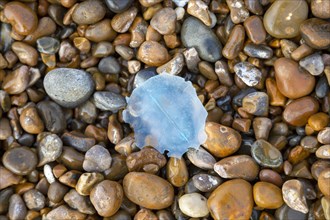 Blue plastic shaped like jelly fish washed up on pebble beach