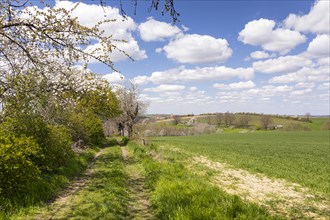Old cherry trees on a field path on the slopes of the Elbe
