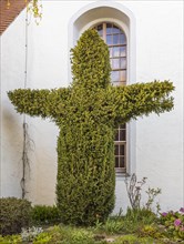 Conifer bush cut in the shape of a cross