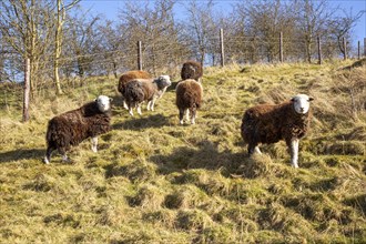 Herdwick sheep grazing