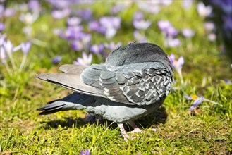City dove