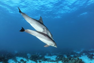 Two bottlenose dolphin