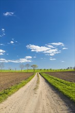 Field path and blue sky with white clouds near Diera-Zehren