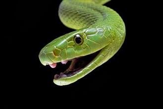 Green Mamba