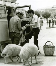 Loading sheep after market