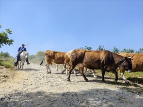 A vaquero with his cows out grazing in Galicia on the Camino Frances of the Camino di Santiago
