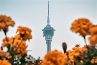 Macau tower with bokeh yellow flowers in the foreground