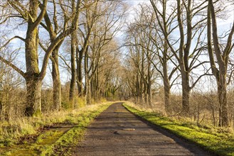 Entrance road tree lined by ash trees in winter