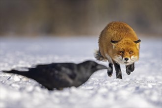 Red fox