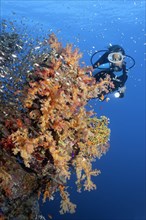 Diver looking at coral wall covered with klunzinger's soft coral