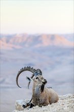 The male Ibex