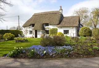 Pretty thatched whitewashed country cottage and garden in springtime