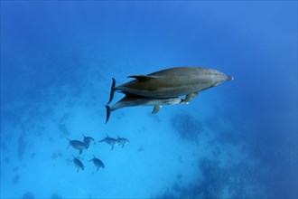 Group of bottlenose dolphin