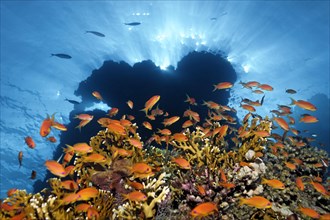 Shoal of red sea basslets