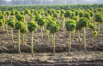 Side view of Broccoli plants