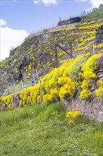 Flowering mountain madwort